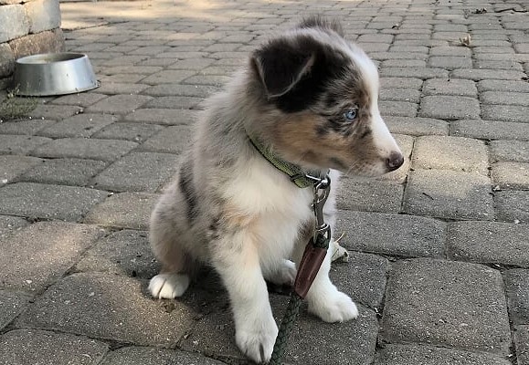 dog