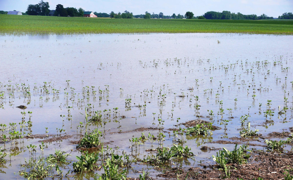 flooded field