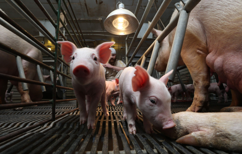 pigs