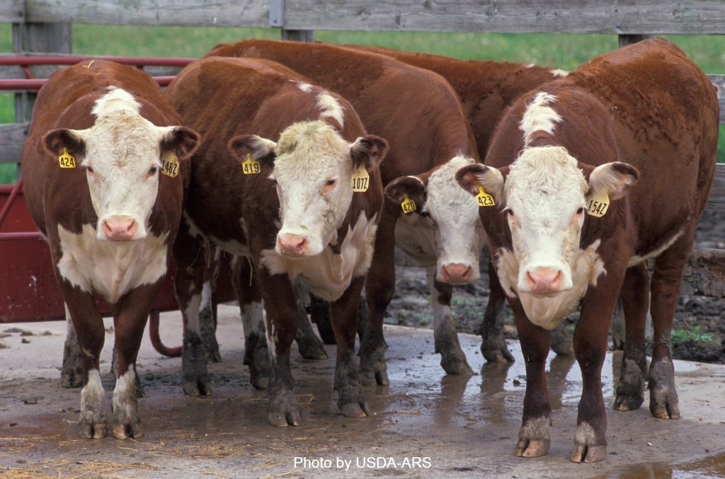 herefords