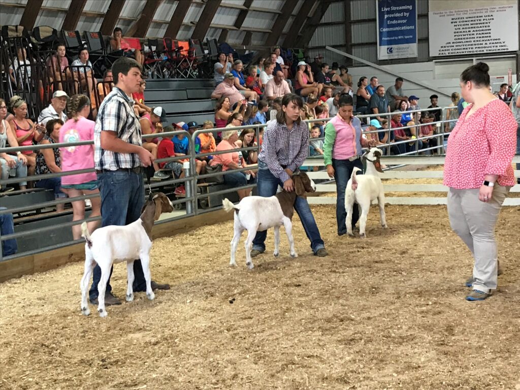 goat show