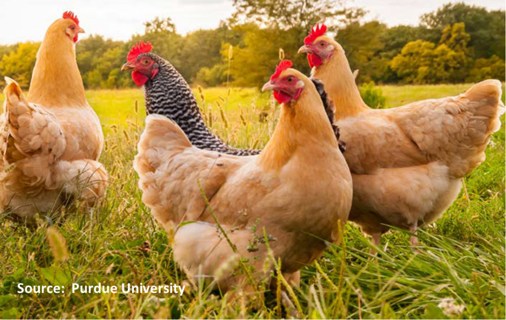 Image of chickens outdoors