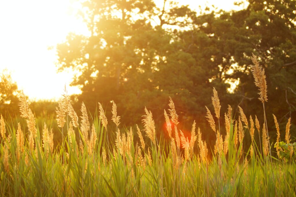 sunny field