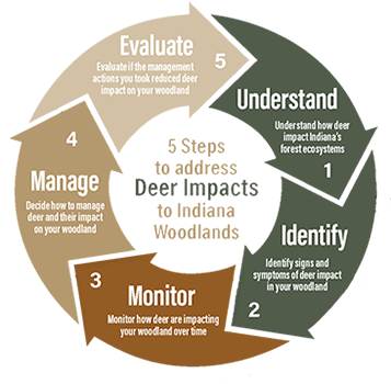 Five steps to address deer impacts to Indiana Woodlands.