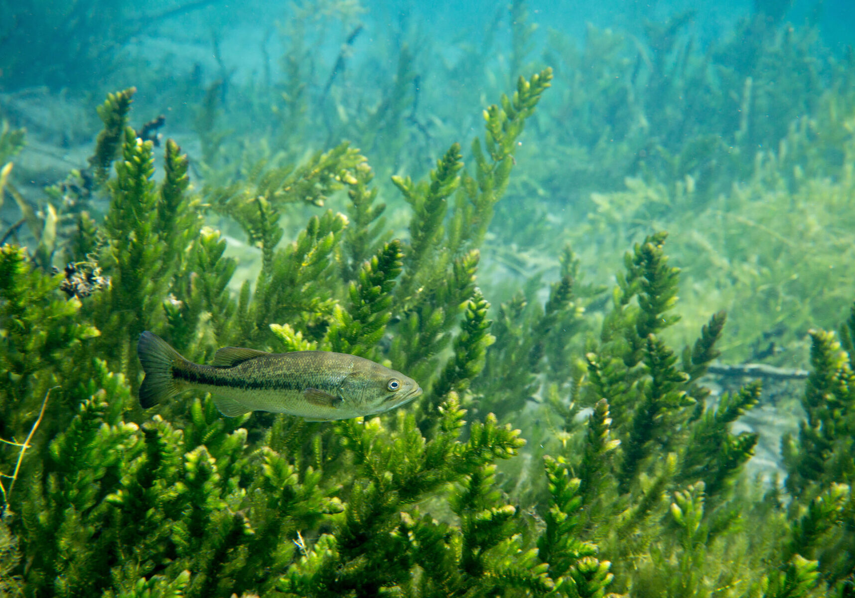 bass fish