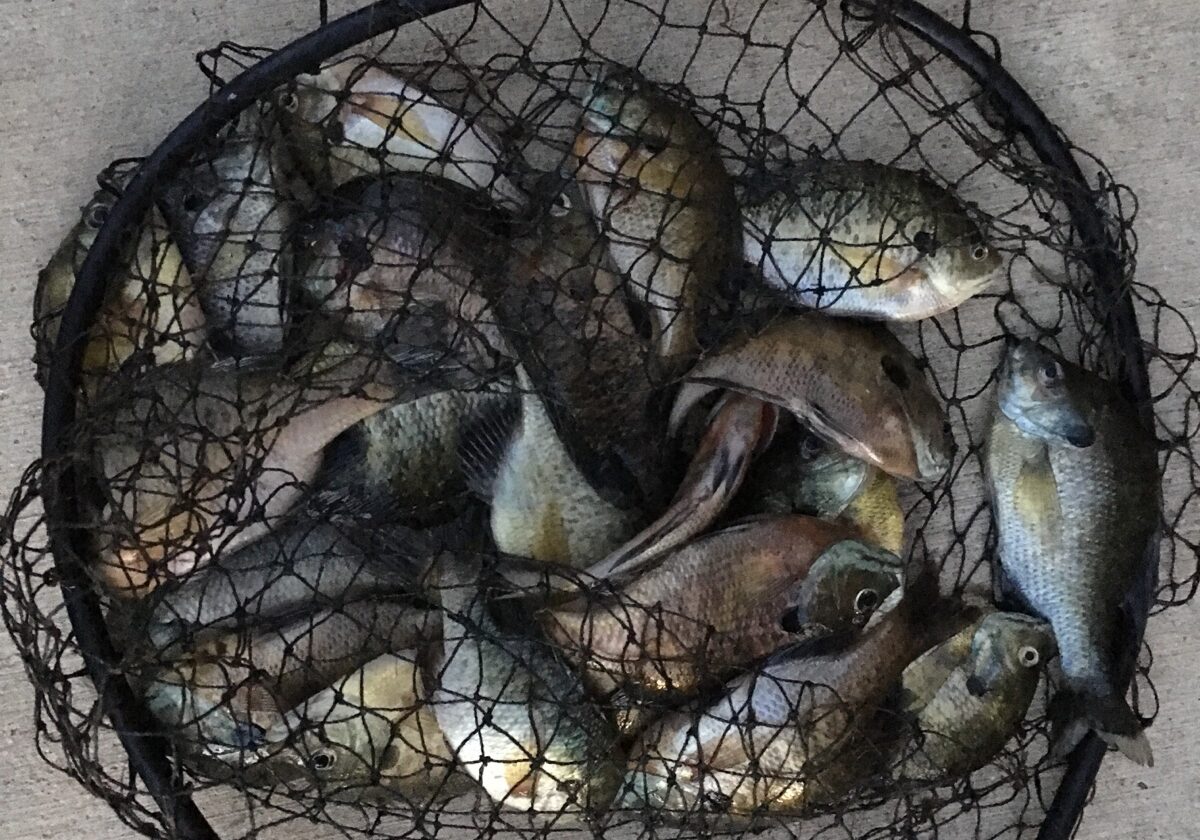 Fish