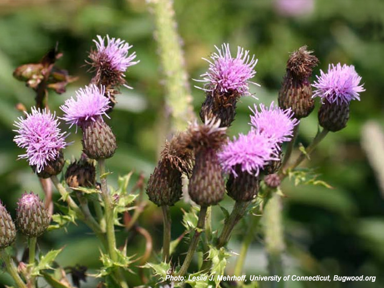 Canada thistle, invasive species.