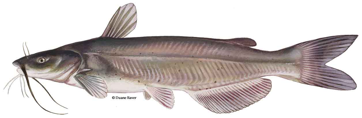 catfish