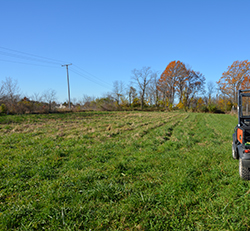non-native cool-season grasses (CSGs) in field, which refers to common perennial grasses such as tall fescue.