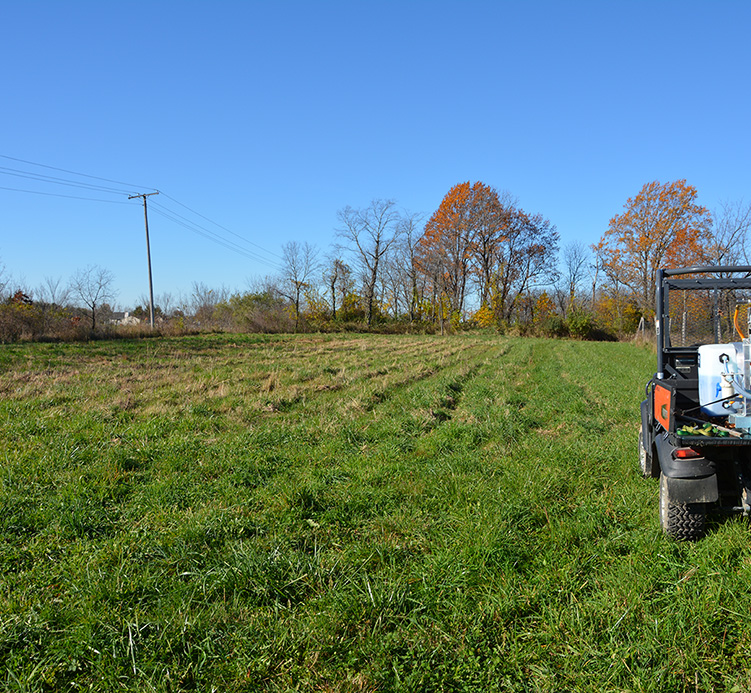 non-native cool-season grasses (CSGs) in field, which refers to common perennial grasses such as tall fescue.