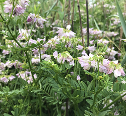 Legumes with purple blooms in field, which is a non-native species.