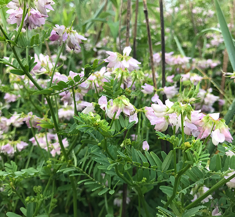 Legumes with purple blooms in field, which is a non-native species.
