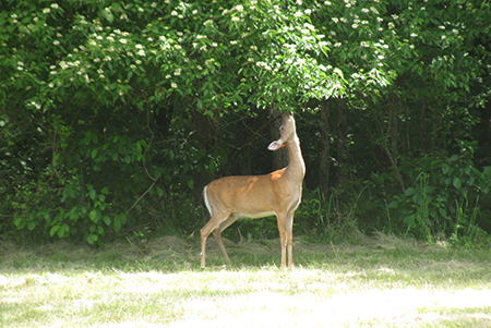 Deer eating leaves off of tree.