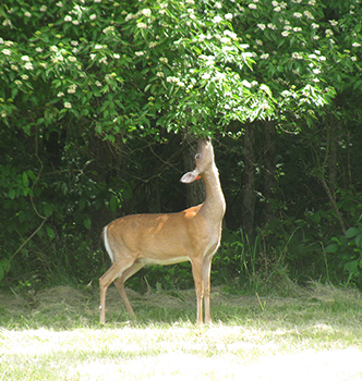 Doe eating tree leaves.