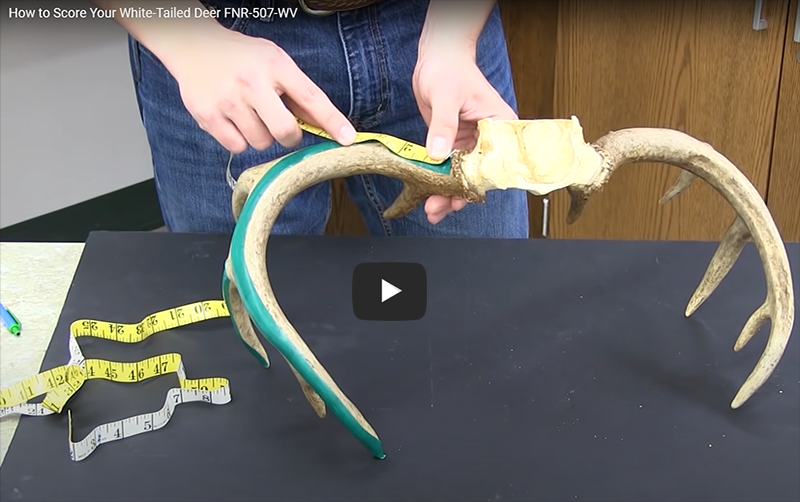 How to Score Your White-tailed Deer FNR-507-WV.