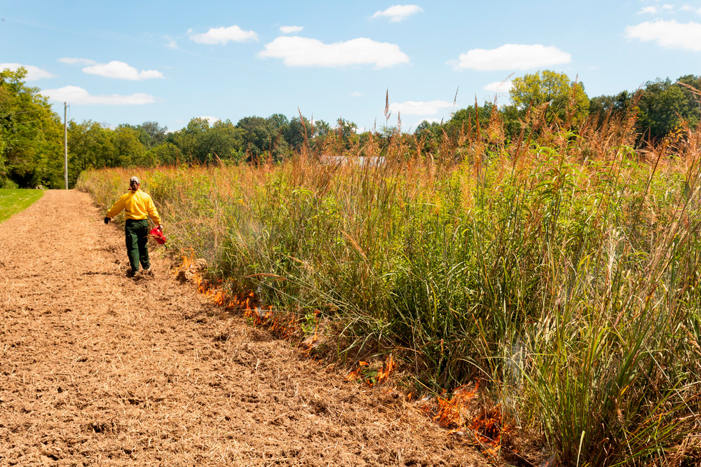 Person in Nomex holding a drip torch ignites tall grass