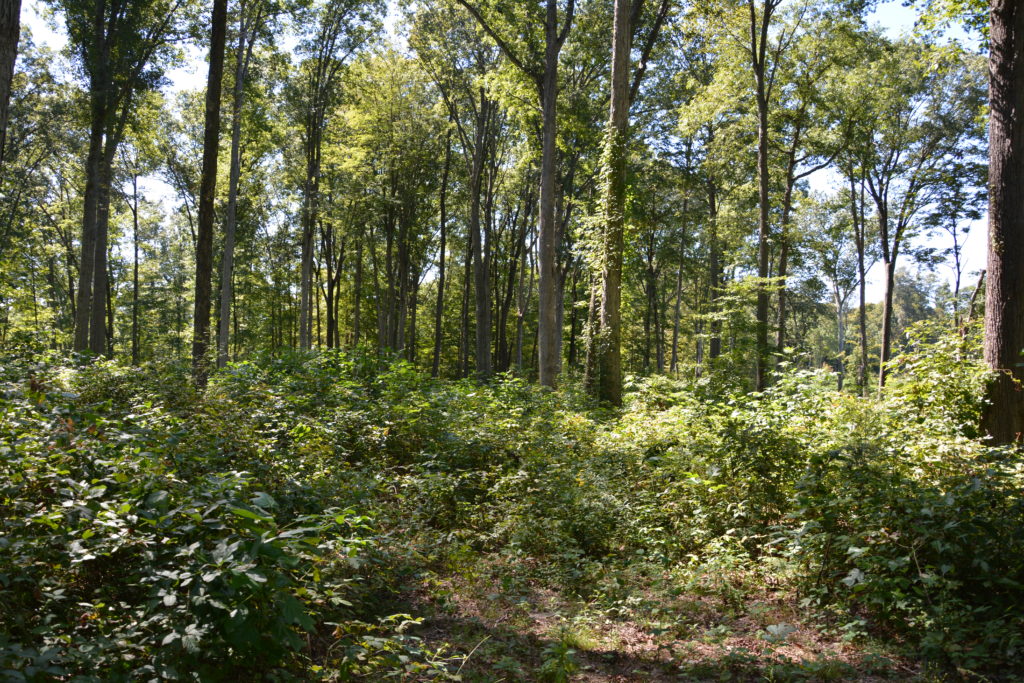 Trees in forest with heavy ground cover and invasive plants.