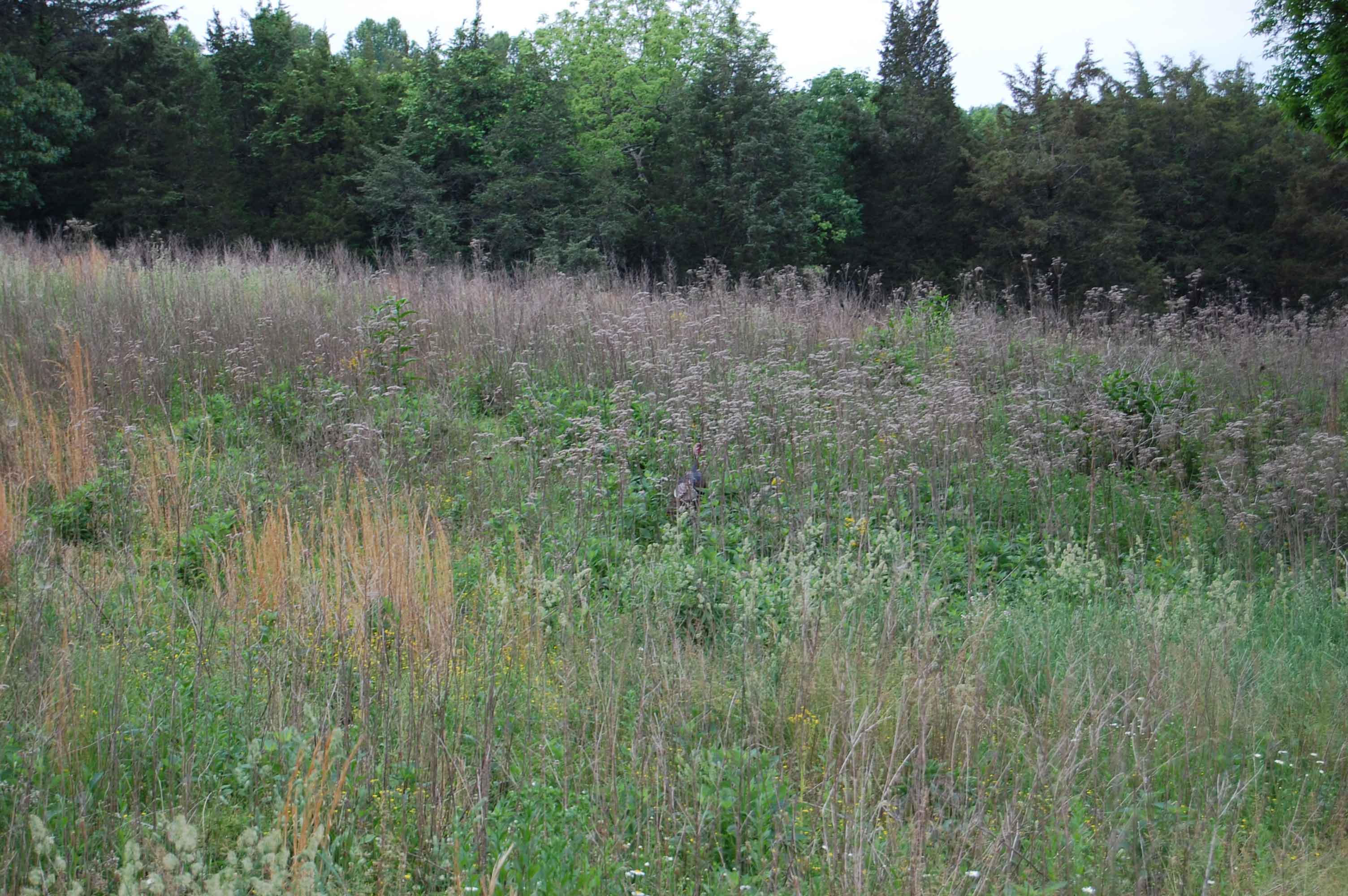Grasslands with forest.