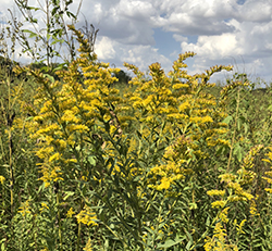 Golden rod in field.