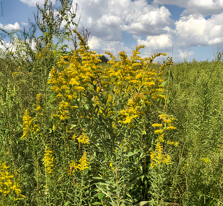 Golden rod in field.