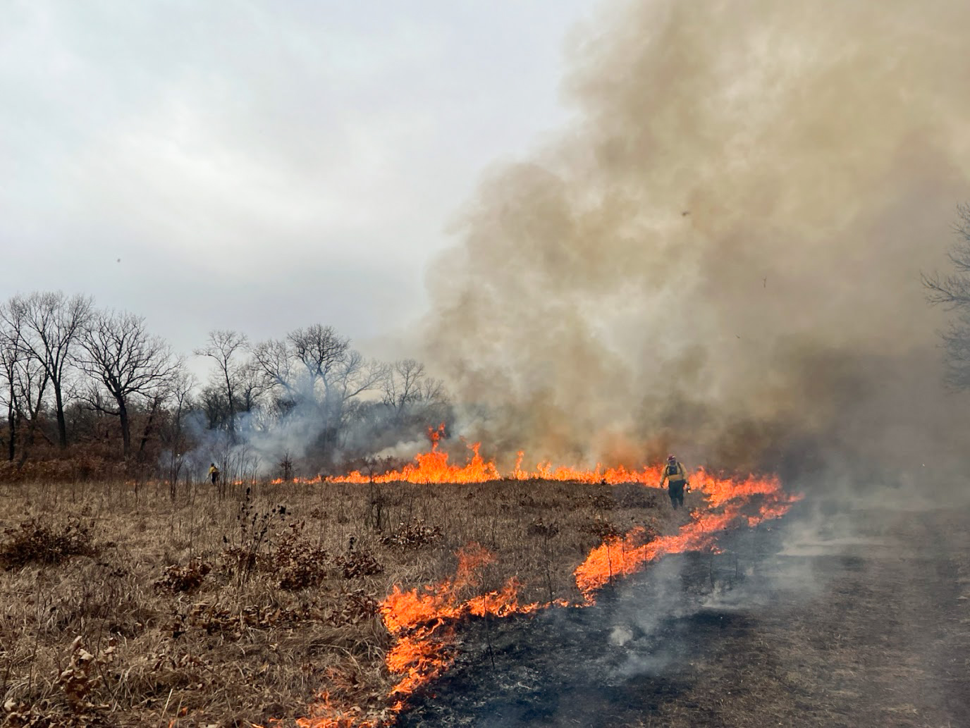 Fire crew member lighting a grassy field
