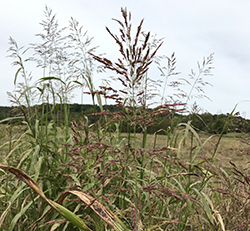The invasive warm-season perennial Johnsongrass (Sorghum halepense) in field. 