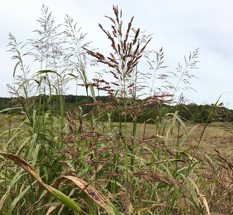 The invasive warm-season perennial Johnsongrass (Sorghum halepense) in field. 