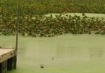 pond with vegetation