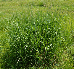 https://edustore.purdue.edu/fnr-648-w.html Reed canarygrass (Phalaris arundinacea) in field, which is an invasive perennial grass that invades wetlands, moist fields, riparian areas, flood plains, and other low-lying areas.