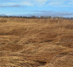 Field with native warm season grass.
