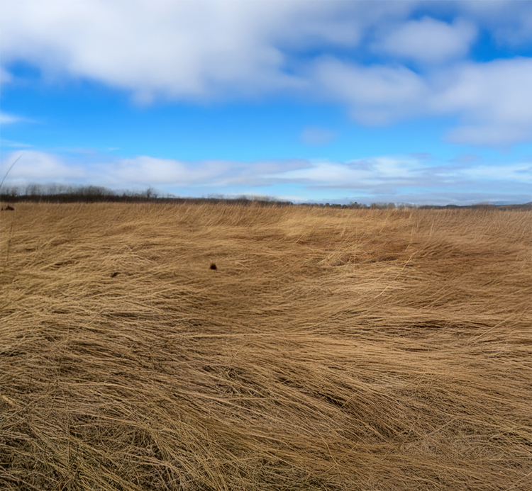 Field with native warm season grass.