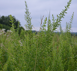 Invasive plant species Sericea lespedeza (Lespedeza cuneata) in field.