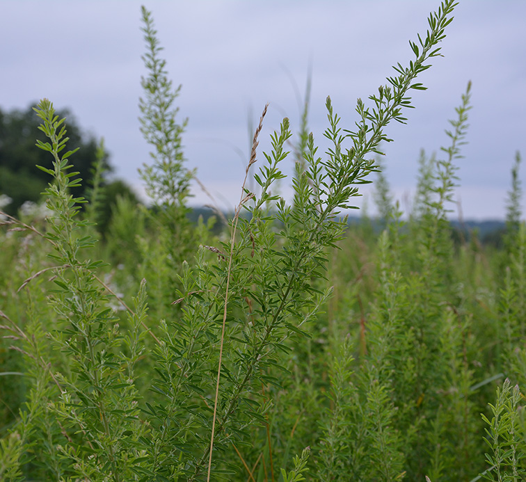 Invasive plant species Sericea lespedeza (Lespedeza cuneata) in field.