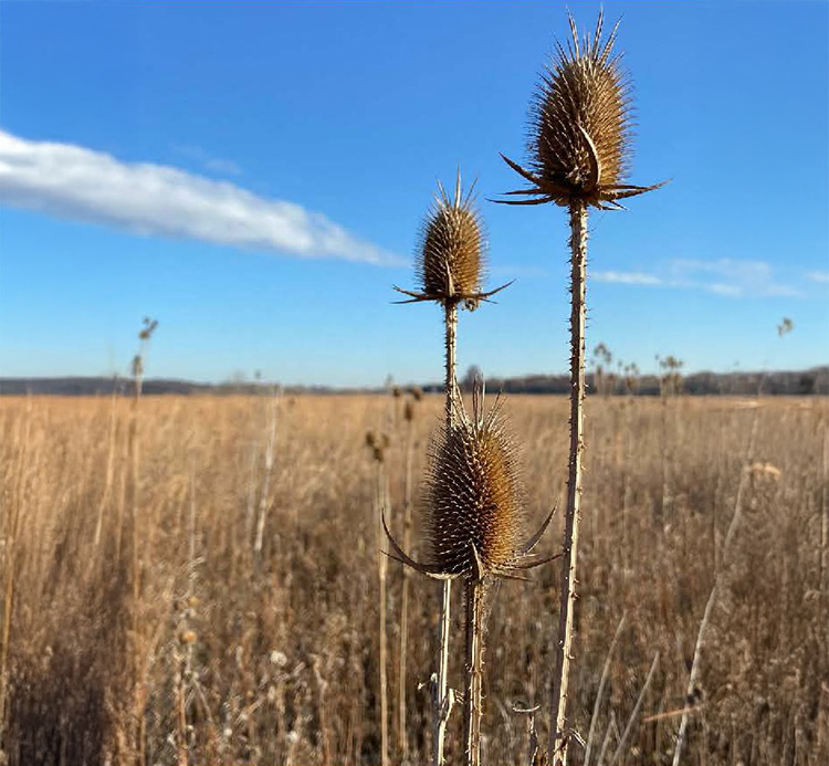 Common and cut-leaved teasel (Dipsacus spp.) in field, which is an invasive species.
