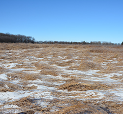 Thinning native warm season grasses laying in field with patches of snow.