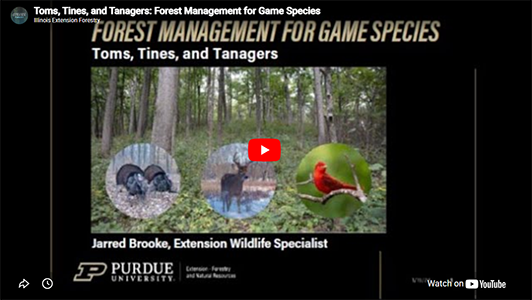 Forest Management for Game Species: Toms, Tines and Tanagers video.