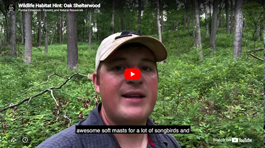 Wildlife Habitat Hint: Oak Shelterwood video.
