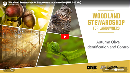 Woodland Stewardship for Landowners: Autumn Olive video.
