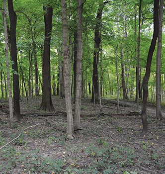 Woodlands showing trees and ground.