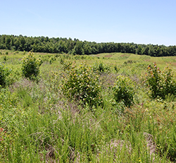 Field showing woody encroachment and woody invasives.