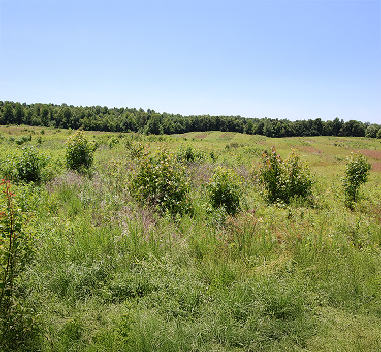 Field showing woody encroachment and woody invasives.