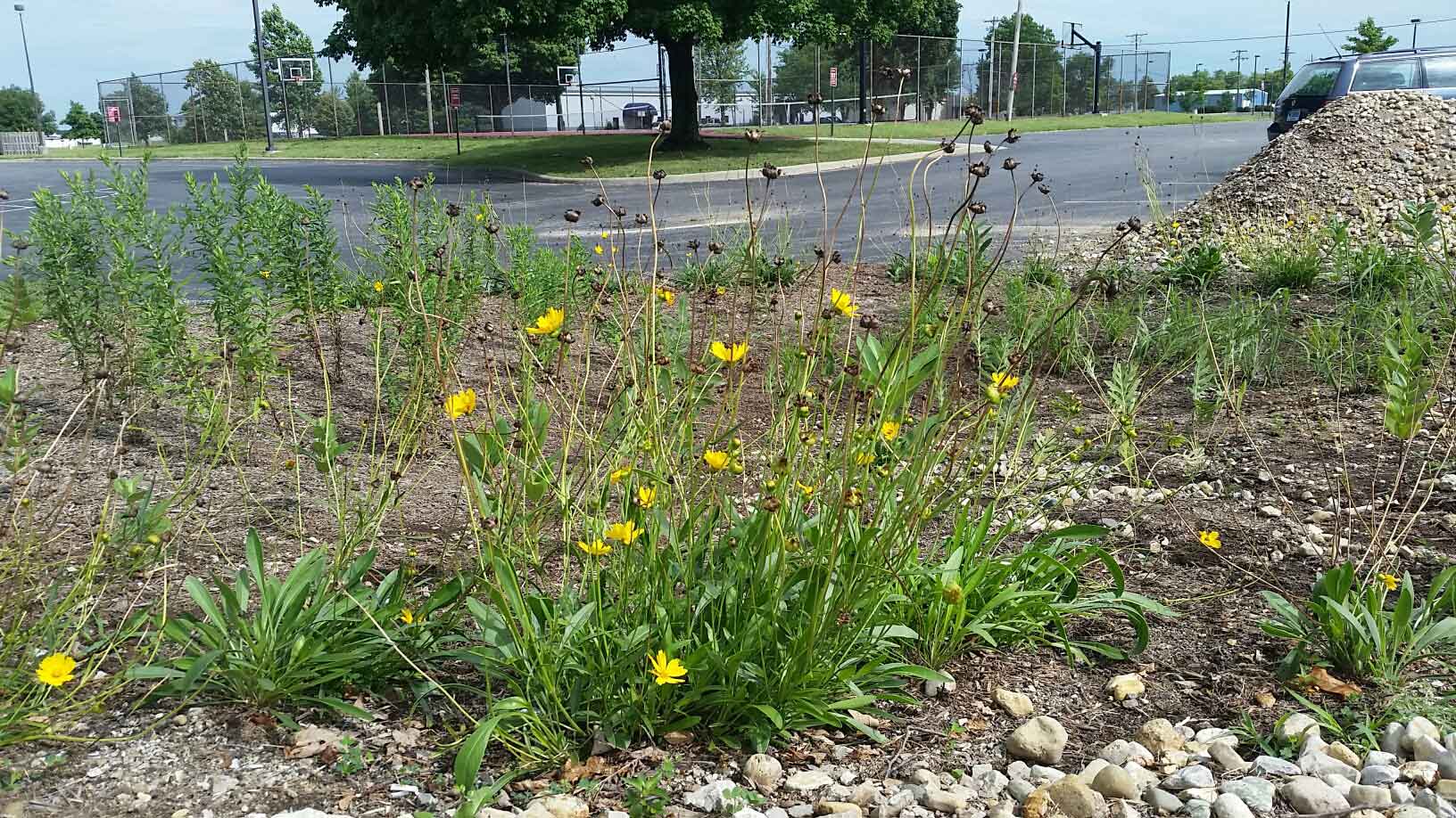 bartholomew-co-rain-garden-31.jpg