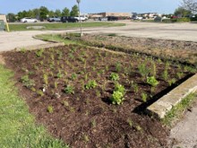 picture of the kane county rain garden in St. Charles, IL