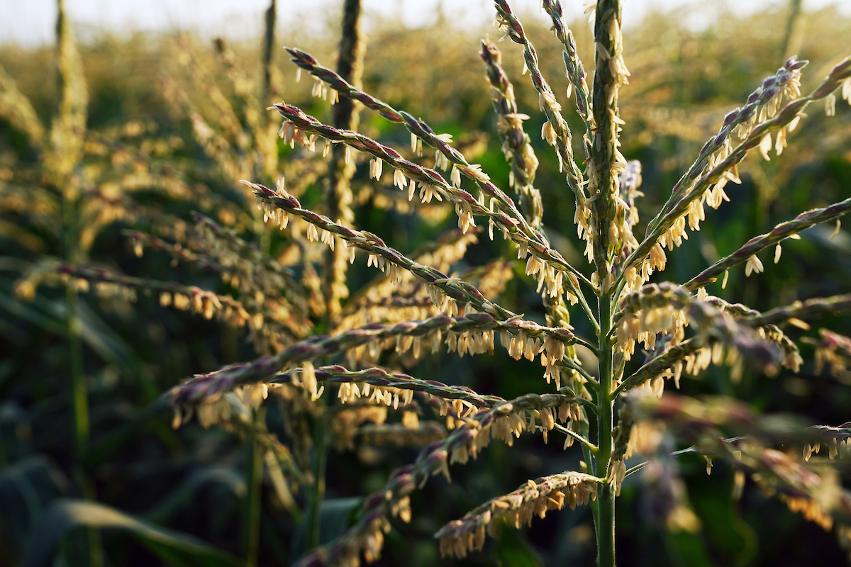corn tassel with the sunlight behind it