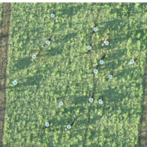 counting livestock using a stitched image from 300 feet up