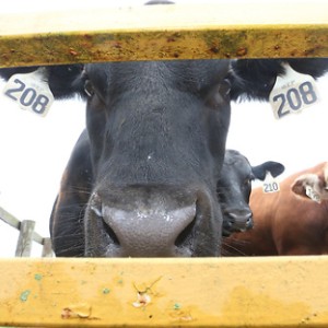 Image of  a cow with an ear tag on a field