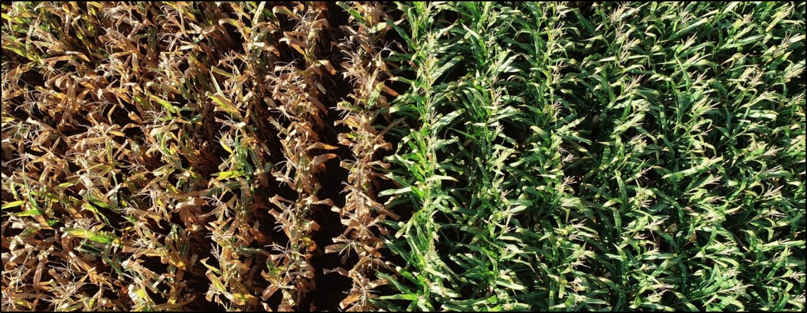 Image of two corn hybrid plantation, the on the left indicates health problems
