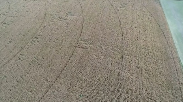 Image of a tar spot discovered at a Purdue irrigation research plot