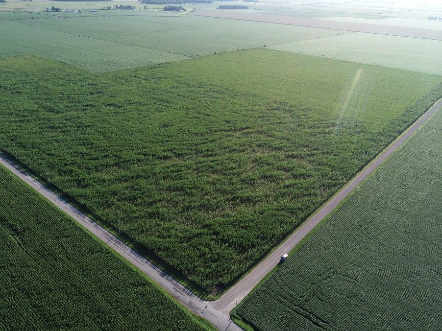 Image of crops from above