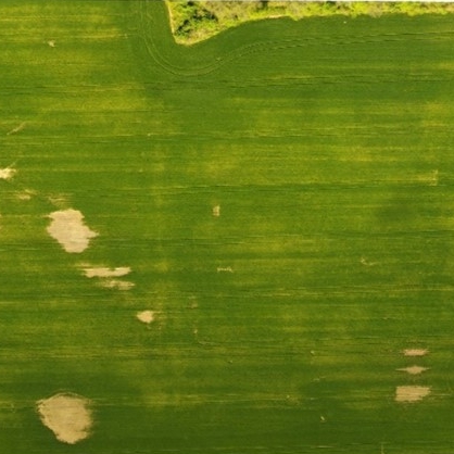 aerial image of a wheat field